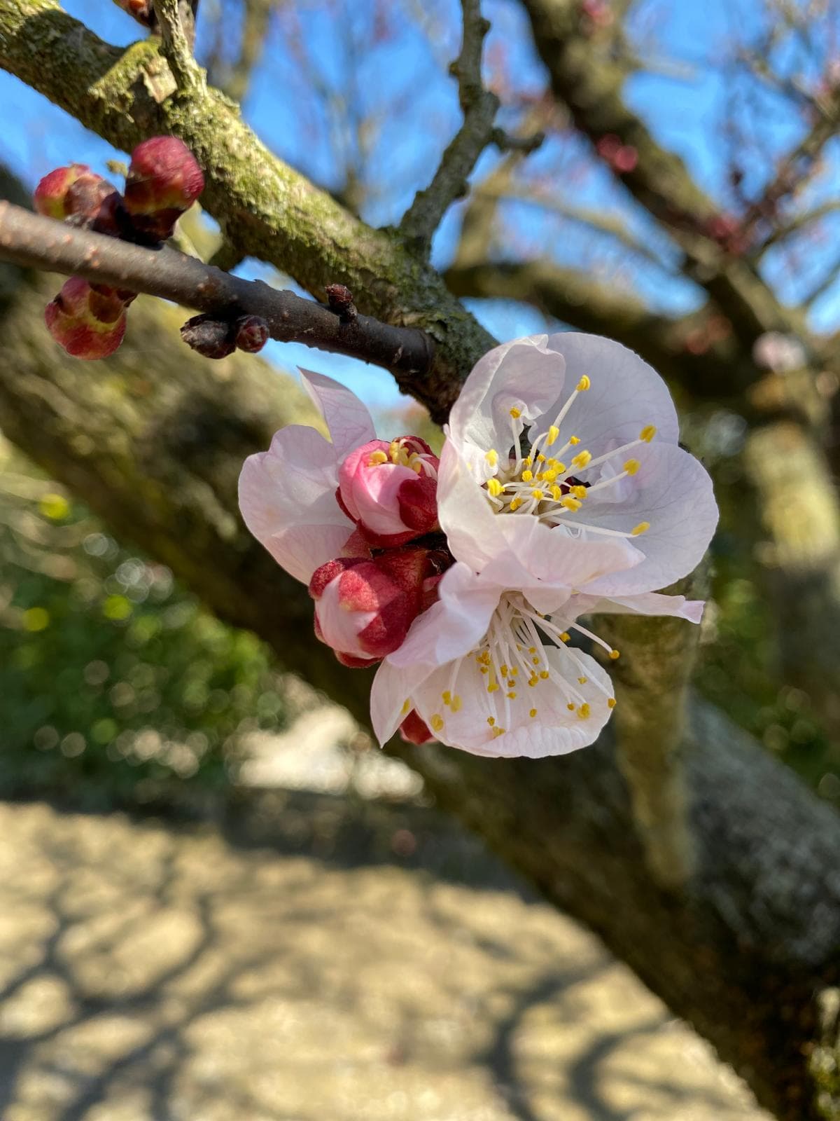 Attività per famiglie alla Fattoria Asino Gino