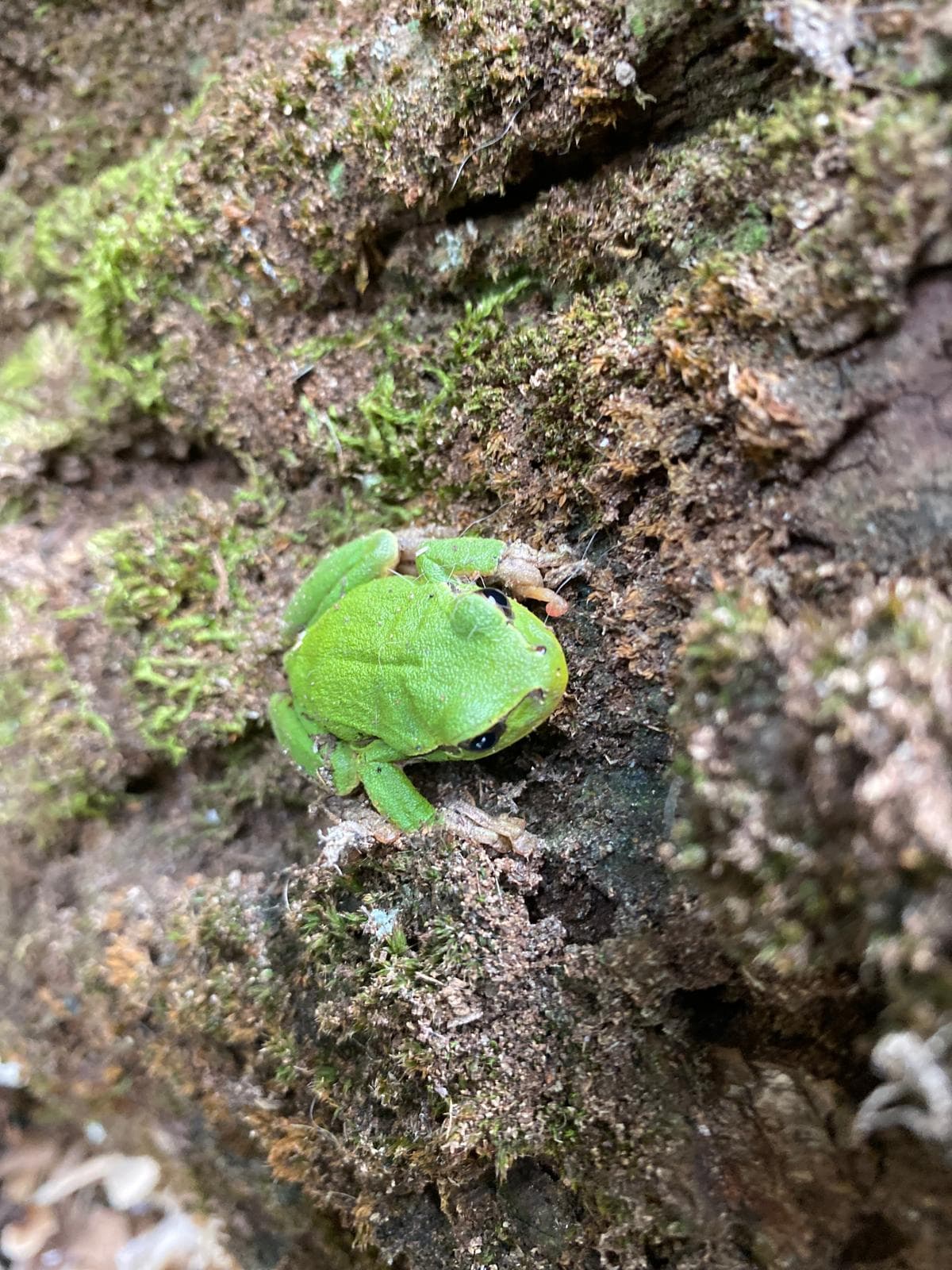 Rana alla Fattoria Asino Gino